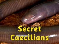 Secret_Caecilians